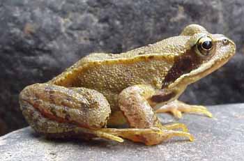 Photographie de la grenouille rousse « rana temporaria »